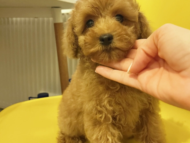 Toy Poodle puppy for sale