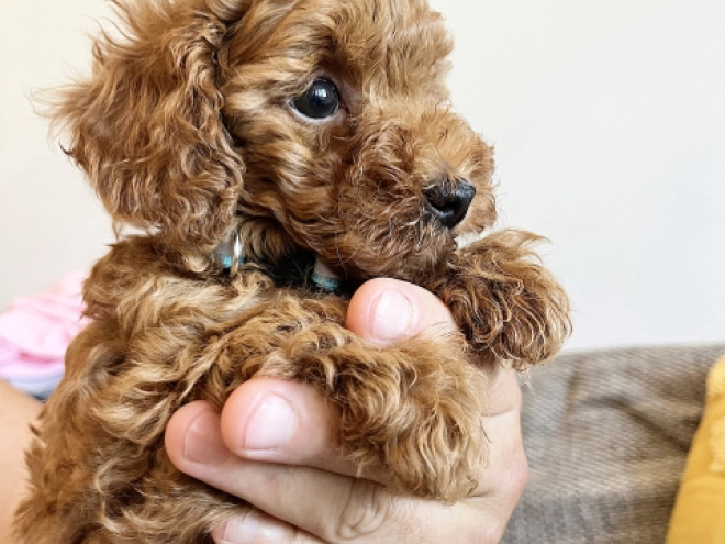 Toy Poodle puppy for sale