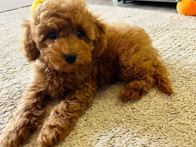 Toy Poodle puppy for sale