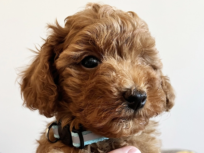 Toy Poodle puppy for sale