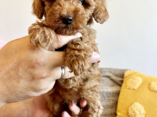 Toy Poodle puppy for sale