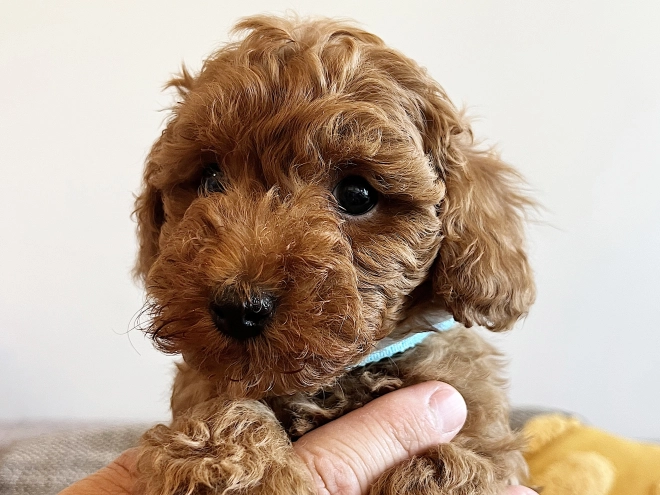 Toy Poodle puppy for sale