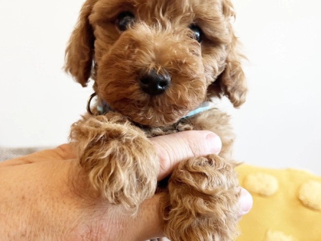 Toy Poodle puppy for sale