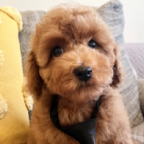 Storm, red Toy Poodle for sale