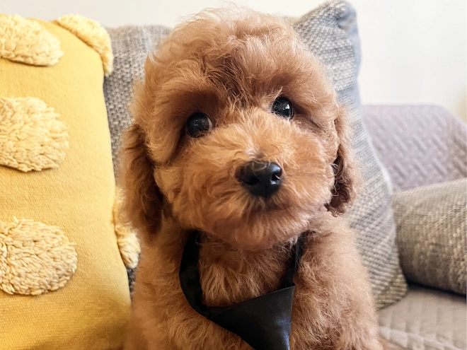 Toy Poodle puppy for sale