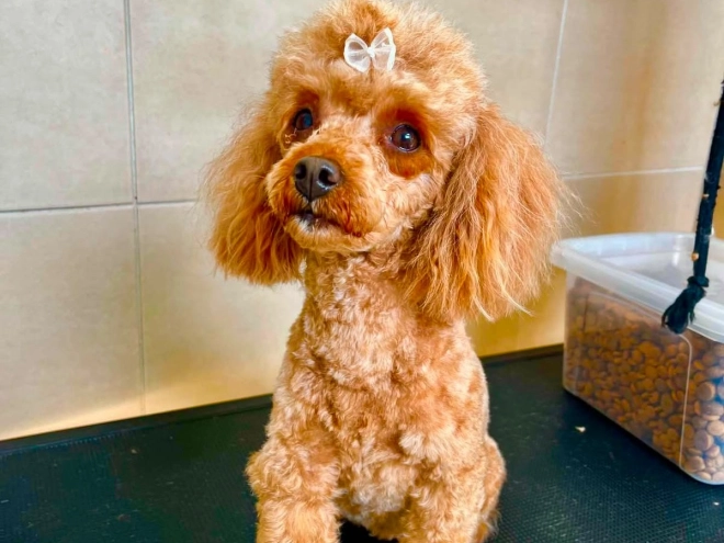 Toy Poodle puppy for sale