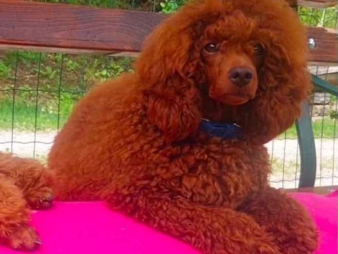 Toy Poodle puppy for sale