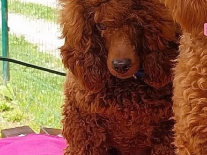 Toy Poodle puppy for sale