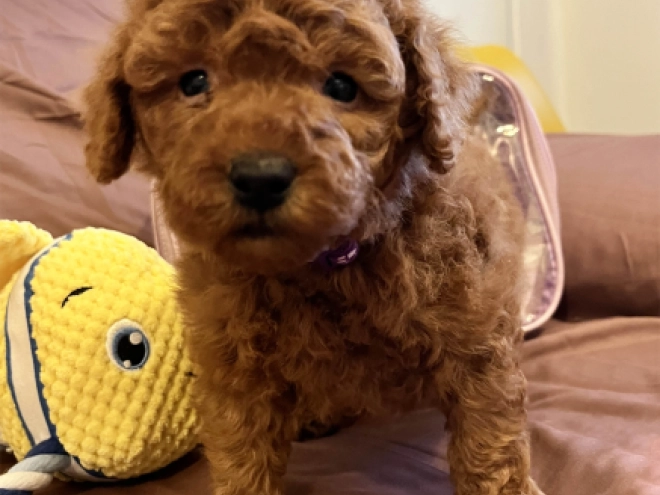 Toy Poodle puppy for sale