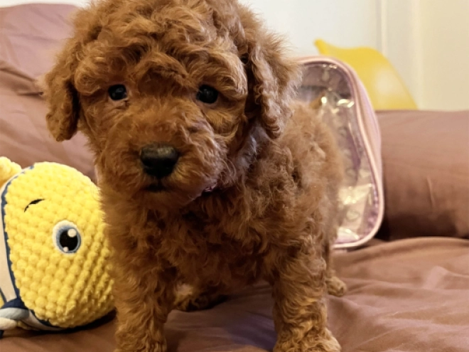 Toy Poodle puppy for sale