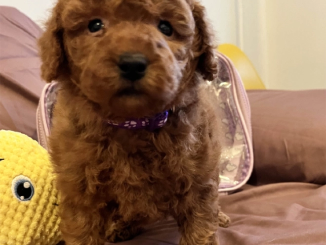 Toy Poodle puppy for sale