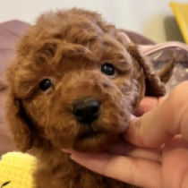 Tornado, red Toy Poodle for sale