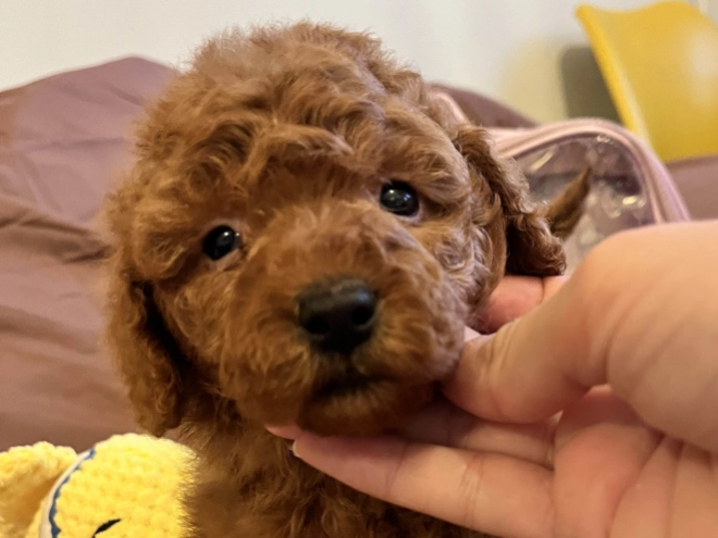 Toy Poodle puppy for sale