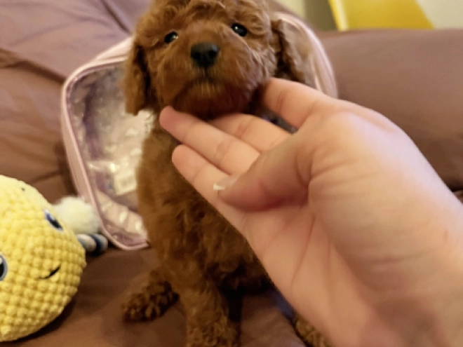 Toy Poodle puppy for sale
