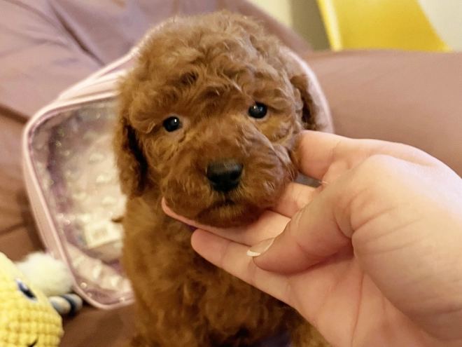 Toy Poodle puppy for sale