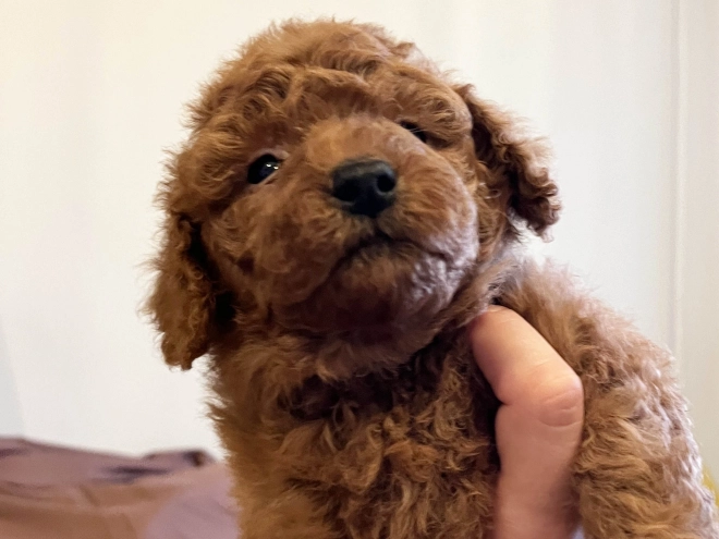 Toy Poodle puppy for sale