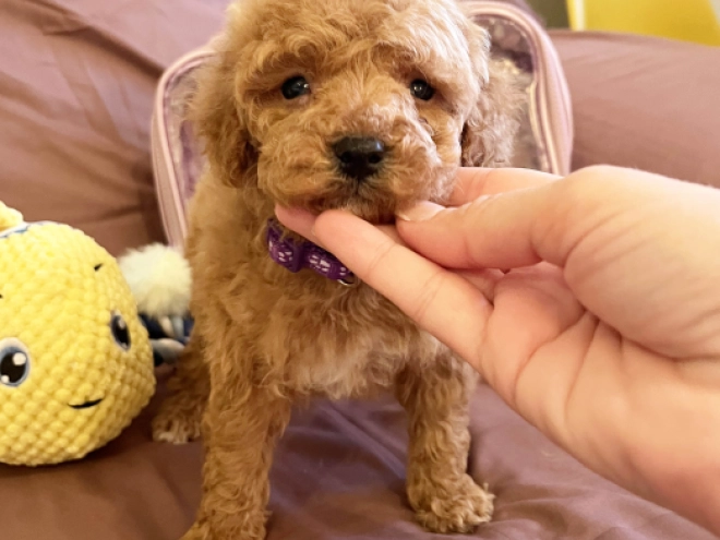 Toy Poodle puppy for sale