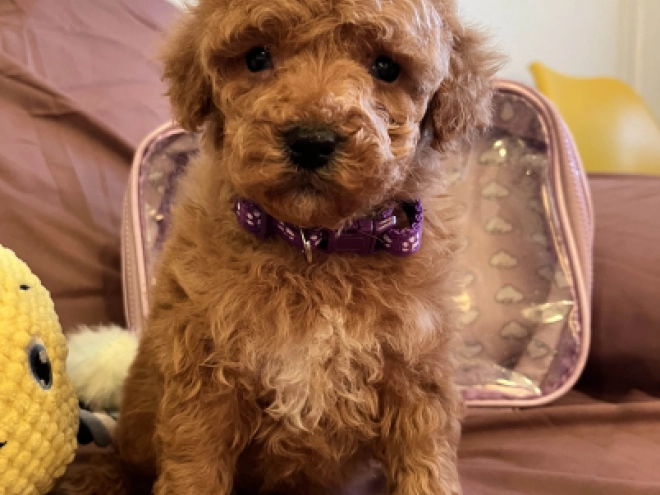 Toy Poodle puppy for sale