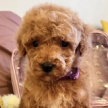 Wookie, fawn Toy Poodle for sale