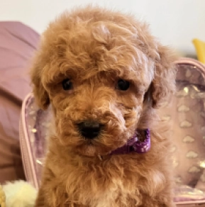 Toy Poodle puppy for sale