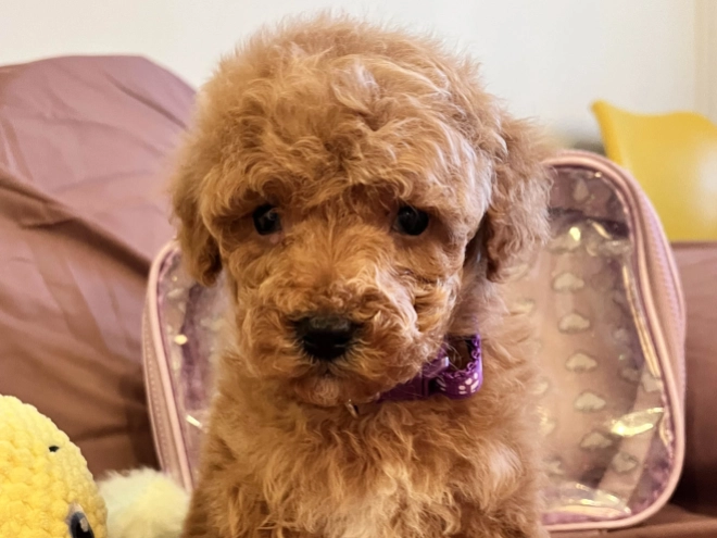 Toy Poodle puppy for sale