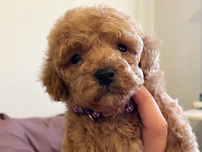 Toy Poodle puppy for sale
