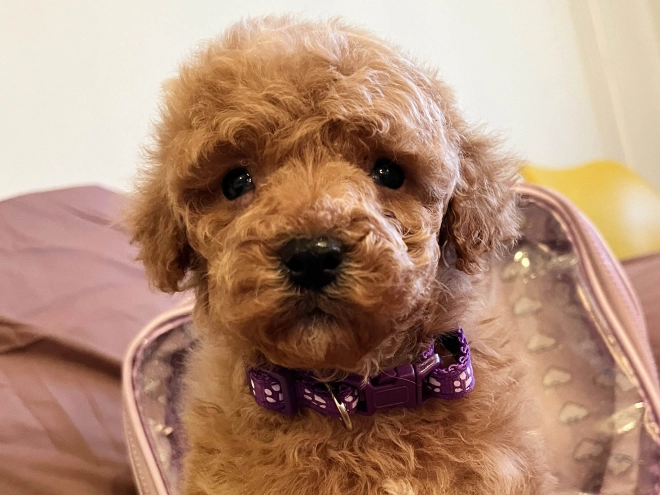 Toy Poodle puppy for sale