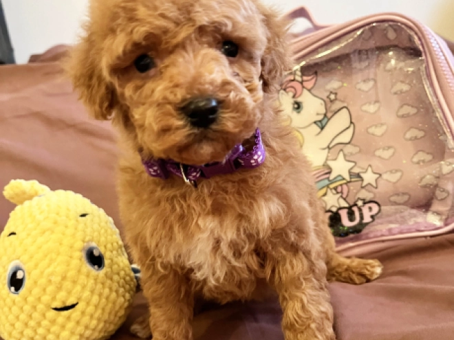 Toy Poodle puppy for sale