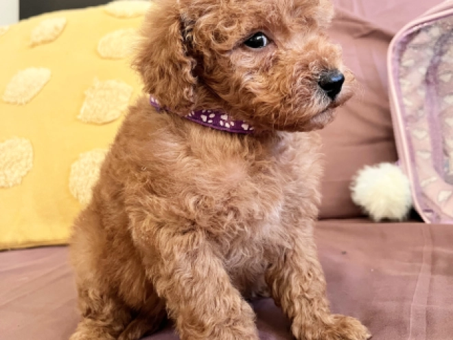 Toy Poodle puppy for sale