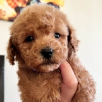 Anny, fawn Toy Poodle for sale