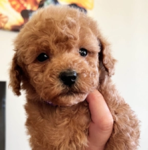 Toy Poodle puppy for sale