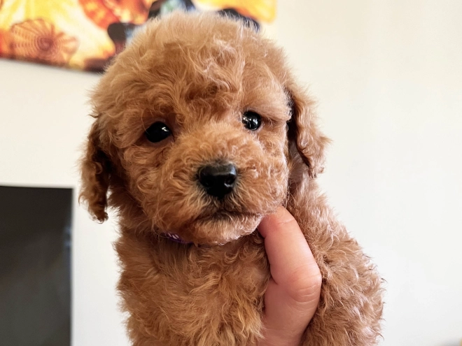 Toy Poodle puppy for sale