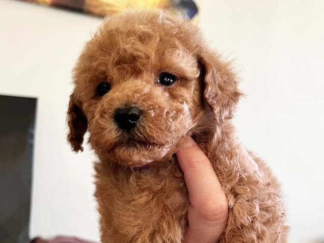 Toy Poodle puppy for sale