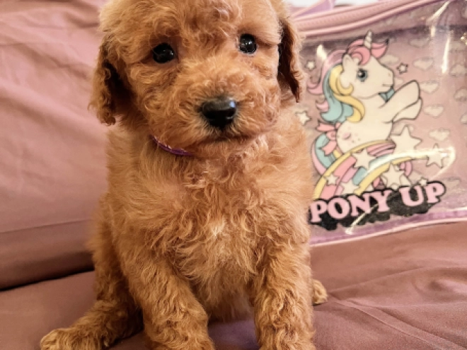 Toy Poodle puppy for sale