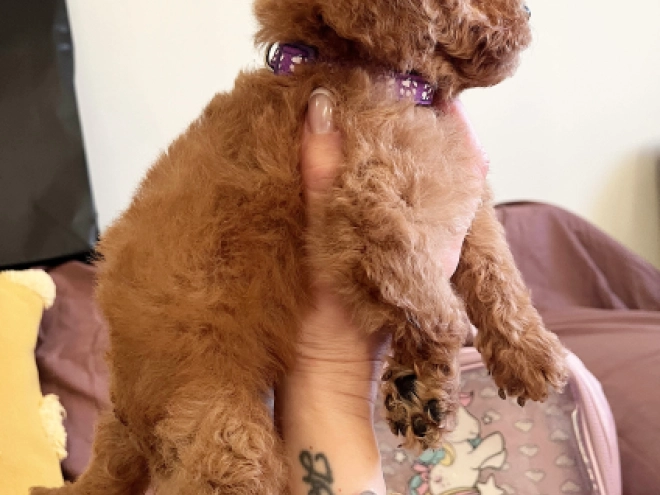 Toy Poodle puppy for sale