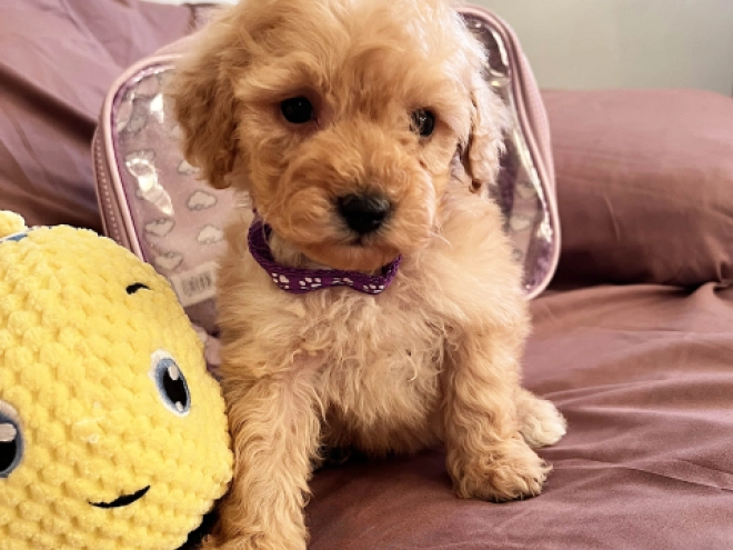Toy Poodle puppy for sale