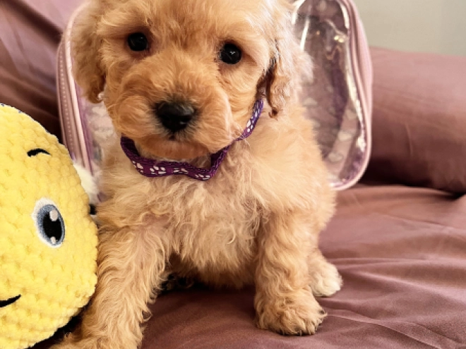 Toy Poodle puppy for sale