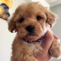 Norah, apricot Toy Poodle for sale