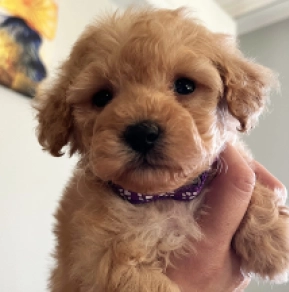 Toy Poodle puppy for sale