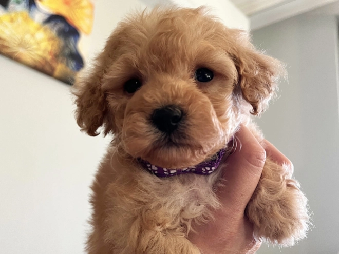 Toy Poodle puppy for sale