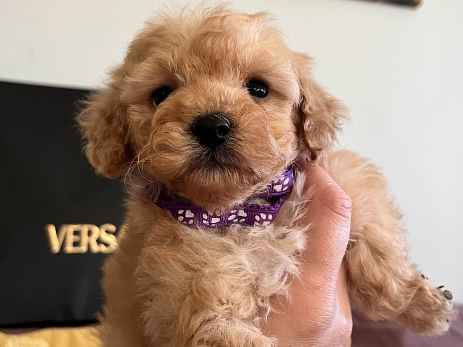 Toy Poodle puppy for sale