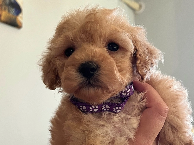 Toy Poodle puppy for sale