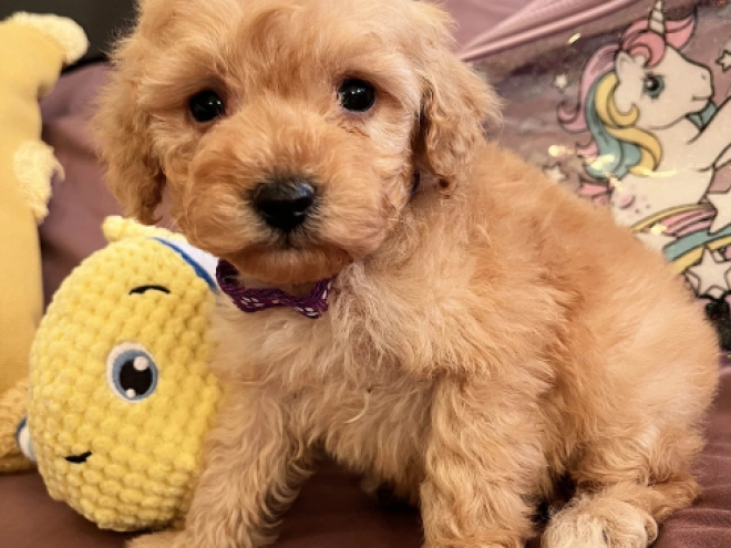 Toy Poodle puppy for sale