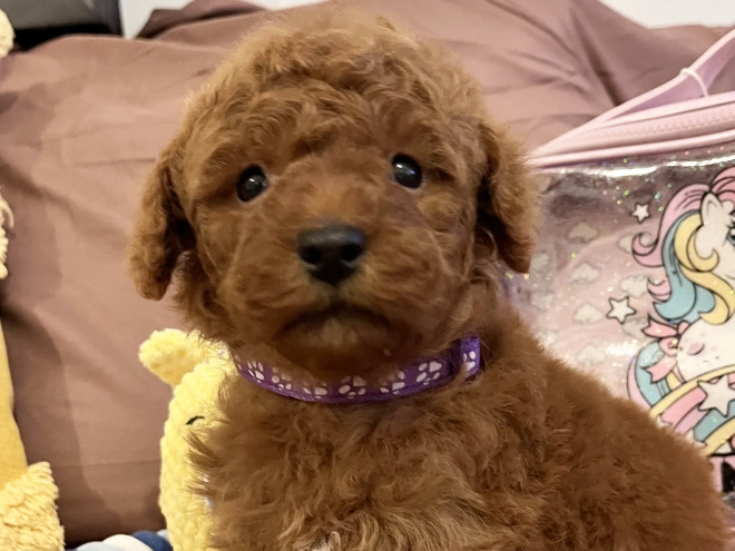 Toy Poodle puppy for sale