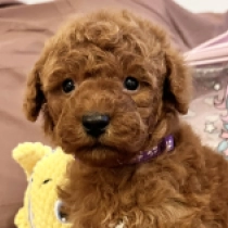 Vavyan, red Toy Poodle for sale