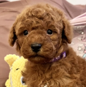 Toy Poodle puppy for sale
