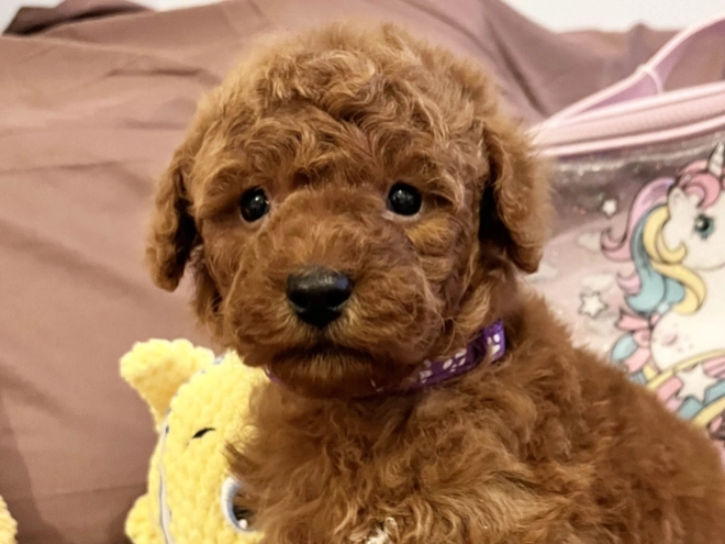 Toy Poodle puppy for sale