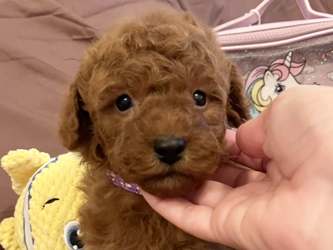 Toy Poodle puppy for sale