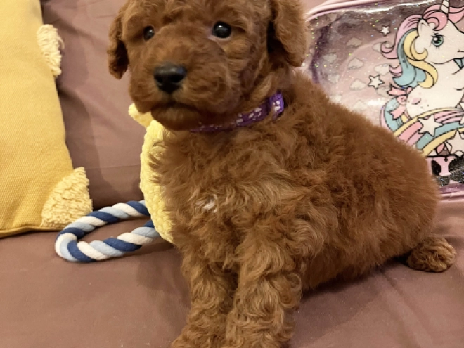 Toy Poodle puppy for sale