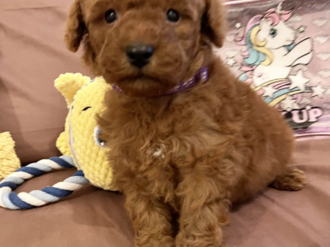 Toy Poodle puppy for sale